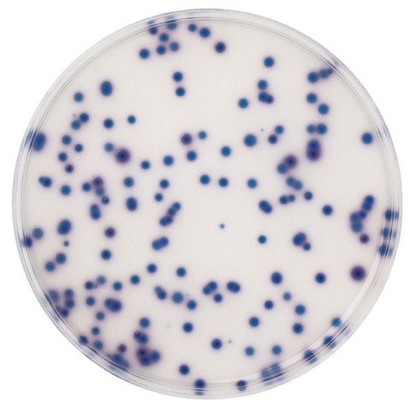 Agar Koliform CHROMOCULT®